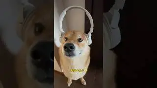 Esse cachorro me d&aacute; medo as vezes 😳