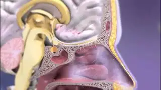 Olfaction: Learn@Visible Body
