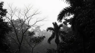 Heavy Rain and Thunderstorm Sleep Sounds in the Dark Forest Ambience