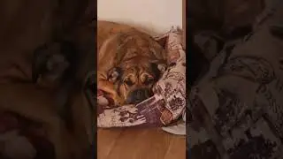Поньо давно поняла этот мир) #cadebou #кадебо #perrodogomallorquin #dog #майоркскиймастиф