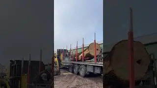 Big log #wood #woodprocessing #sawmillfactory #sawmill #sawanspecial #oakwood #oak #woodmachinery