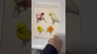 LIBRO ACCOPPIAMENTI CANARINI