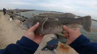 DELAWARE IRI TAUTOG FISHING AND MY RIG