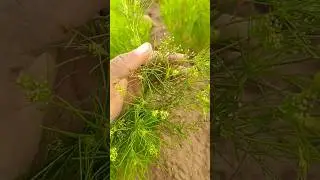 खेती🌱 #farmer #farming  #rajasthan #jaisalmer #marwadi #status #vlog