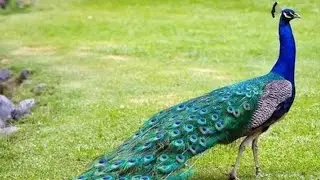 peacock dance aj farm per mor nachy