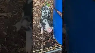 Pigs Drinking From Water Nipple On Water Barrel #homestead #pigs #piglets #shortvideo #shorts