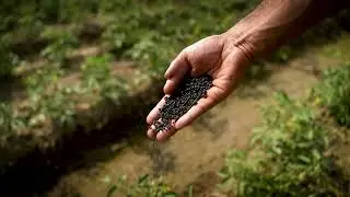 SPS Fertilizer Feedback | Amazing Growth & Farmer Success | SPS Fertilisers