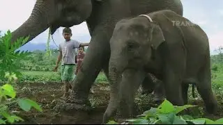 BOCAH PETUALANG - (23/11/16) 3-1
