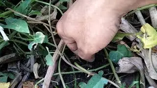 Fishing for eels in the swamp | Mancing Belut di Rawa 🤤