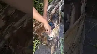 #prank #duet #crocodile #vidioprank #animals #crocodille #wildlife #crocodilian #prankonline #funny