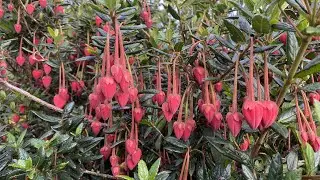 Colourful early summer garden highlights and Fatsia update after pruning #garden #flowers #easy