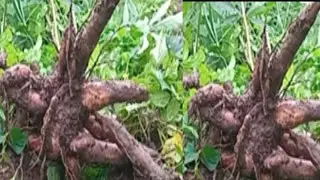Have you ever planted and harvested cassava like this?