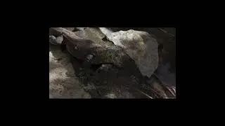 World's smallest reptile #shorts