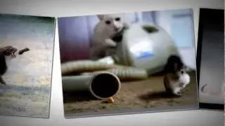 Вам не удастся одурачить кошку пустой болтовней.(с)