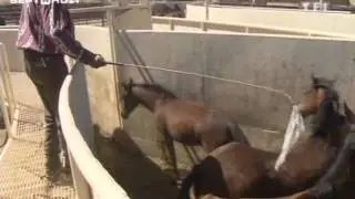 Etats-Unis - La chasse aux mustangs