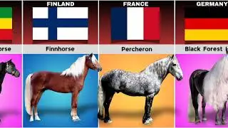 Horse Breeds from different countries 