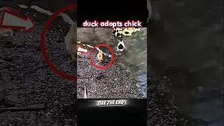 Can a Chicken Really Live with a Duck #trending #animals #wildlife #chicken #duck #viral