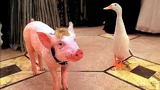 La chica elástica vs. el cerdito Babe | Babe el puerquito va a la ciudad | Clip en Español