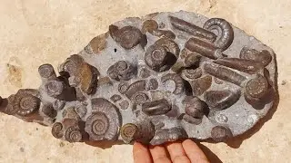 Over 360 million years ago.
