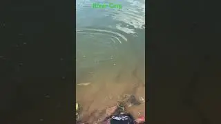 River fishing #catchingfish #commoncarp #carping #carpfish #freshwaterfish #rever #fishinglife #fish