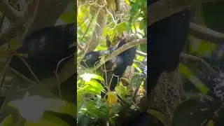 Sun Bear Sleeping in a Tree