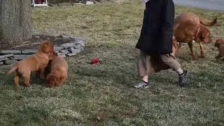 Fox Red Labrador Retriever Puppies For Sale