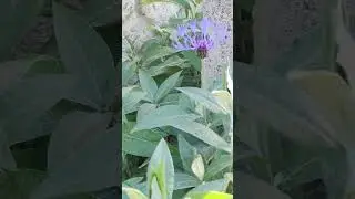 Mountain bluet