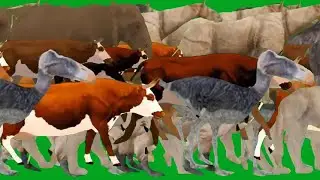 Green Screen Animals Stampede Running Green Screen Best HD Animals  Green Screen Video