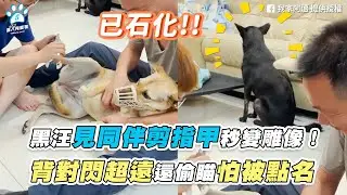 【黑汪見同伴剪指甲秒變雕像！ 背對閃超遠還偷瞄怕被點名】｜@maiandblack