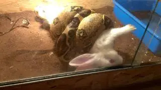 Boa constrictor strikes rabbit 🔞⚠️