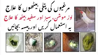 Murgi ke Patli Beat ka ilaj || Murgi ke Sabz or Sufaid Beat ka ilaj || Aseel k Loose Motion ka ilaj