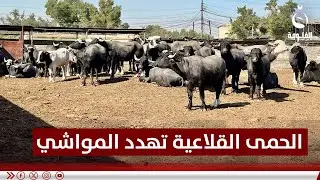 تفـ.ـشي الحمى القلاعية في العراق يثير قلق مربي المواشي في ديالى #قناة_الفلوجة