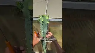 Myrtillocactus Grecas 