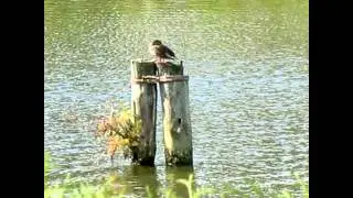 Naturparadies Barniner See