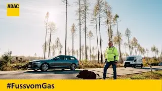 ADAC Tipps zum Wildwechsel