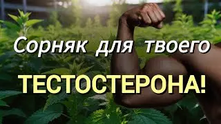 Сорняк для твоего тестостерона!