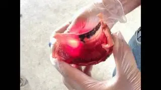 Coffin Bone Fracture on a Horse & How to Help Heal it Naturally