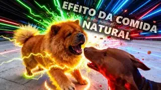 Resultado da alimenta&ccedil;&atilde;o natural nos c&atilde;es ap&oacute;s alguns dias