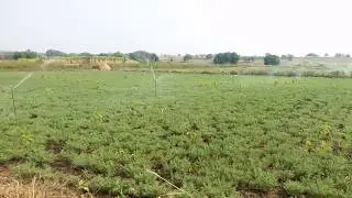 Sprinkler irrigation to Bengal Gram at my farm