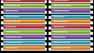 Dominio Bacteria: Phylum Proteobacteria 3 - Clase Alfaproteobacteria - Familia Acetobacteraceae