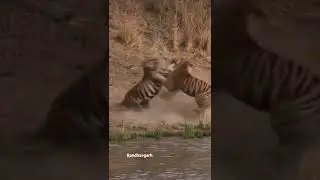 Tigers fighting for territory #bandhavgarhtigerreserve #bandhavgarhnationalpark #bandhavgarh