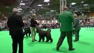 Limit dog - crufts 08 mrt 2018