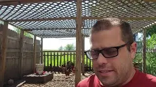 Product Review: Grub Terra - Black Soldier Fly Larva