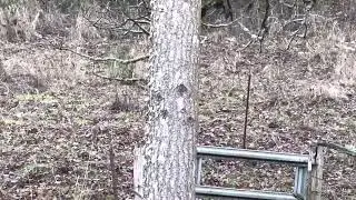 Oregon Bobcat in Polk county