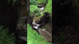Satisfying Stream Flow 🌊 (Shot on S24 Ultra) #shorts