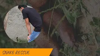 Snake Rescue: A True Story
