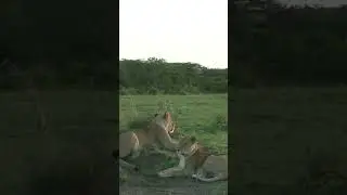 three lionesses lying on the mound in olare motoro 2023 07 25 03 59 33 utc 1