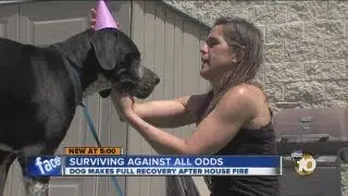 Dog severely injured in house fire makes full recovery