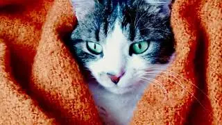 😻QueenBenek Irresistible Compilation @QueenBenekCatsofIstanbul #catsofistanbul #funnycats