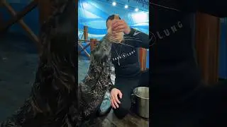 Sealion😘🐬SeaWorld show live#dolphinshow#sealife#animals#orcaencounter#shortvideo#shorts#viral